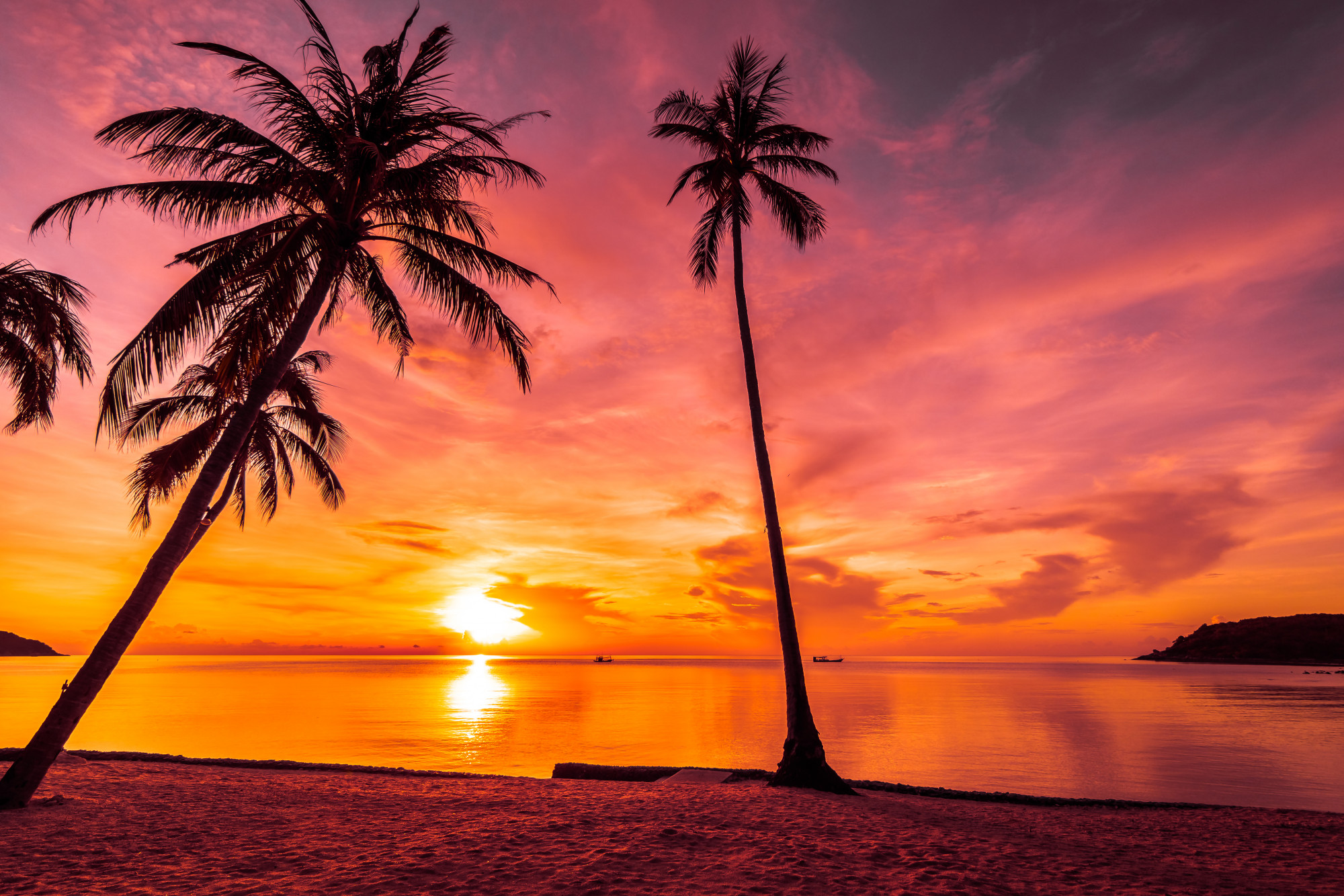 Dominican Republic sunset beach with palm trees